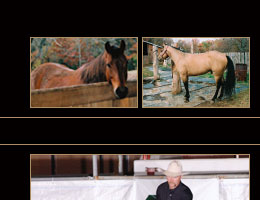 Photo of Horses for Sale